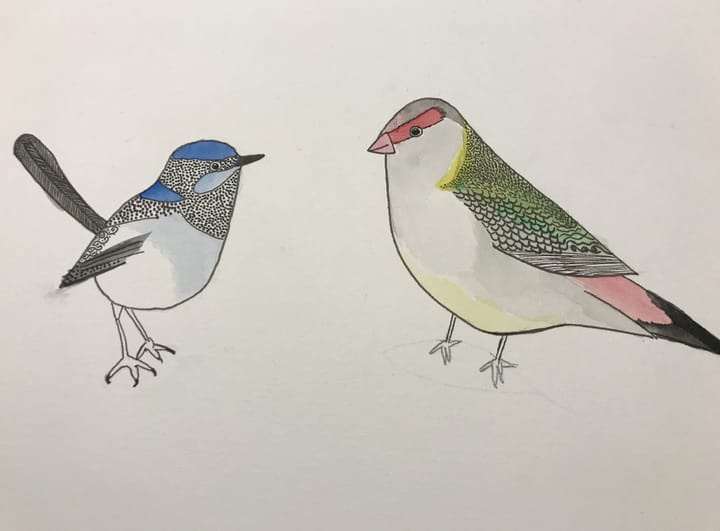 Ink drawing of a blue wren and red-browed finch, with watercolour wash.